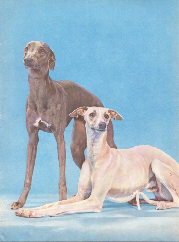 Items similar to A pair of Whippets from Dogs Dogs Dogs published by