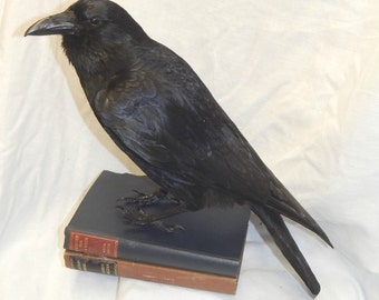 Taxidermy crow, bird only - Best seller! each copy near on the same every-time! limited time at this prce