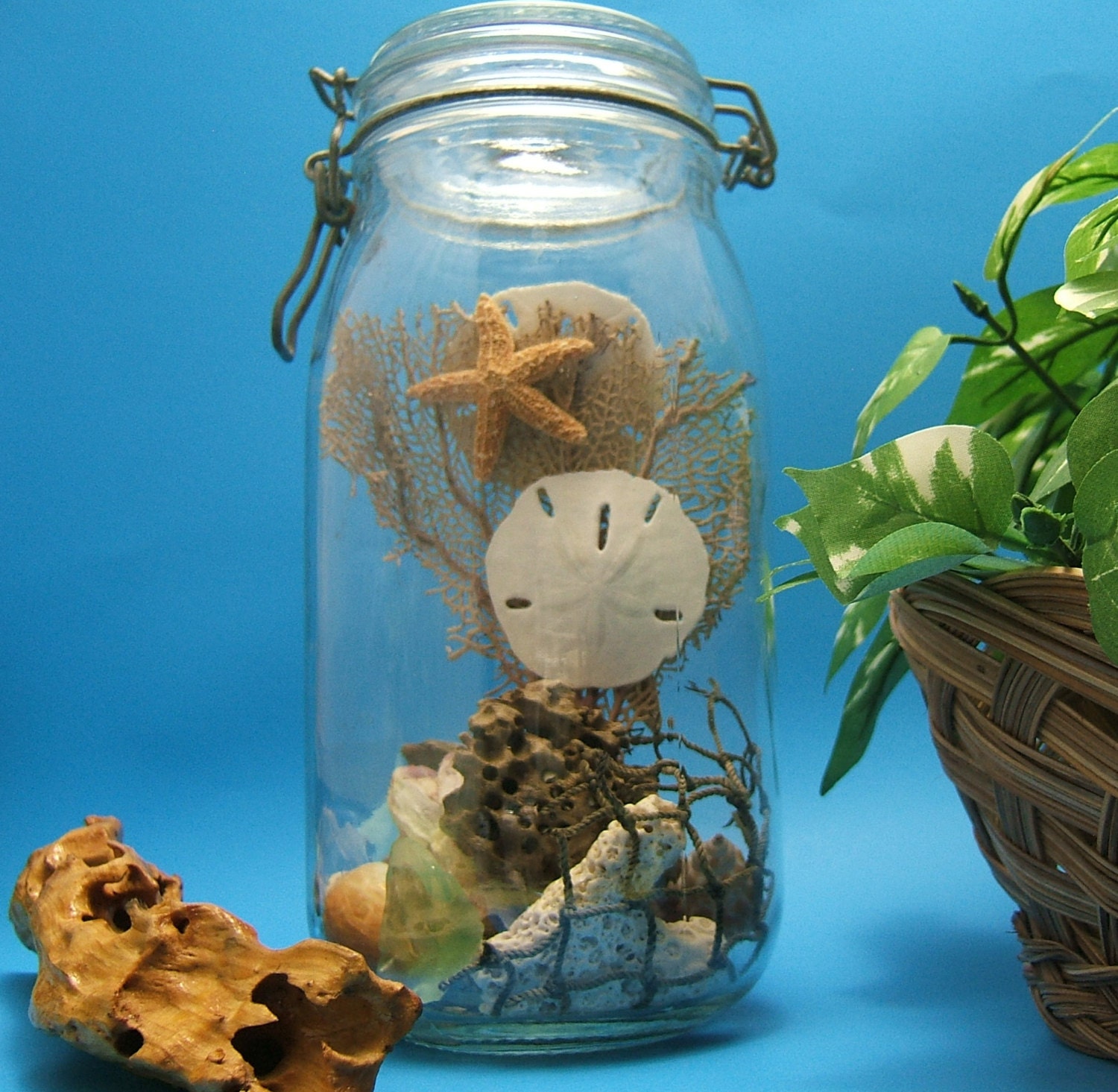 Mason Jar Seashell Display Shell Collection Nautical