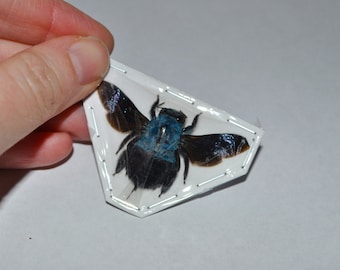 Blue Carpenter Bees, Xylocopa caerulea from Java Real Dried Insects