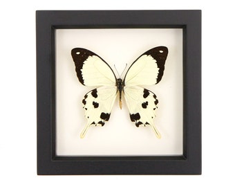 Framed Butterfly Mocker Swallowtail Yellow Insect Shadowbox