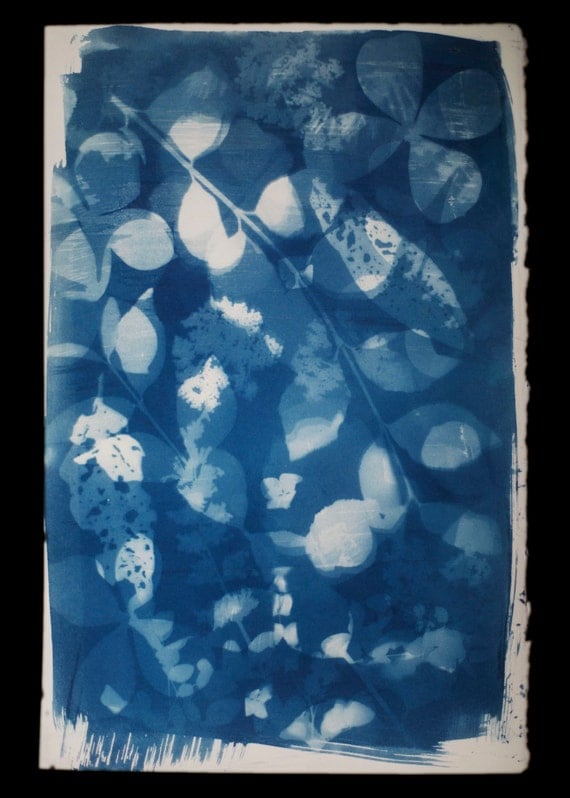 Original Cyanotype Photogram of Flowers and Leaves