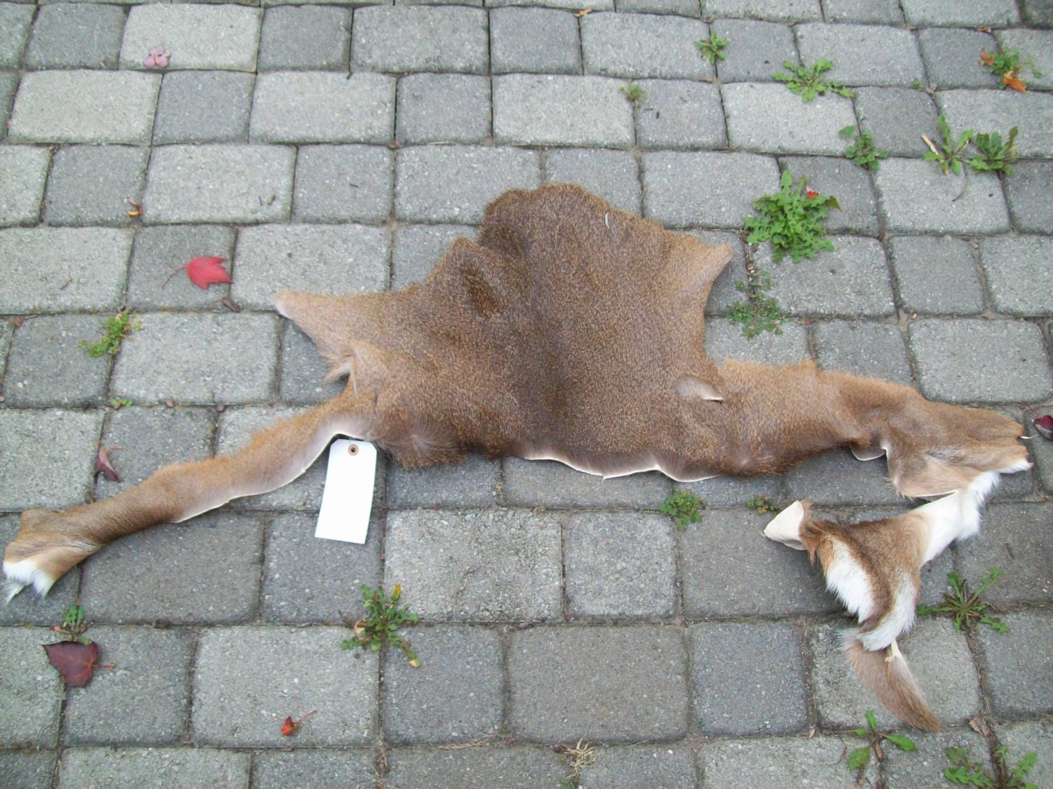 Whitetail Deer Scrap Hide 18 x 16 by Knuxtiger4 on Etsy