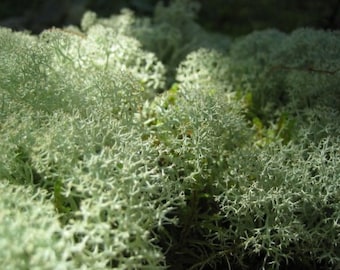 Fresh Live Reindeer Moss Lichen for Crafts, Terrarium, Train