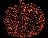 Gilded Pumpkin LavaArt