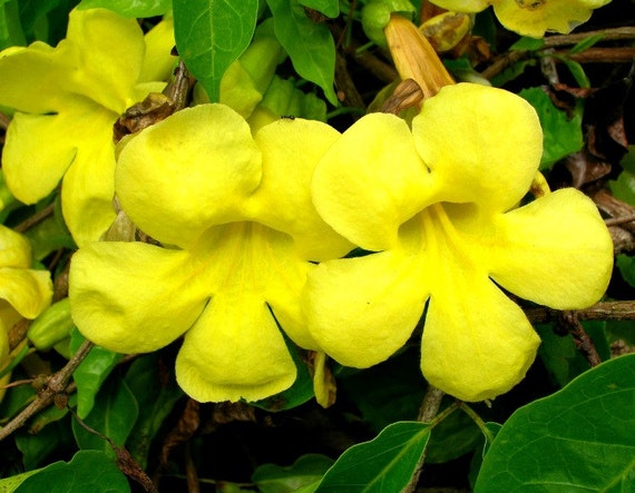 Cats Claw  Vine  25 seeds Yellow Trumpet showy climber Etsy