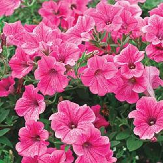 Heirloom Rose of Heaven Petunia Mix Rare Flower Seeds