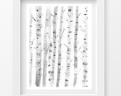 5x7 - Birch Trees, Silver Birches, Watercolor Painting in Black and White, Soft Delicate Watercolor Print Wall Decor