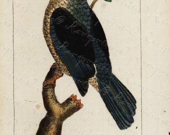 Original Antique Natural History Bird Engraving Hand Colored - Very Rare -