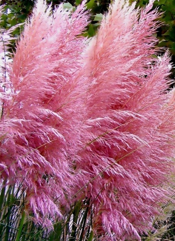 50 Pink Pampas Grass Seeds Heirloom Pampas Grass Seeds