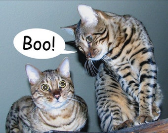 Bengal Cat Fridge Magnet 7cm by 4.5cm,