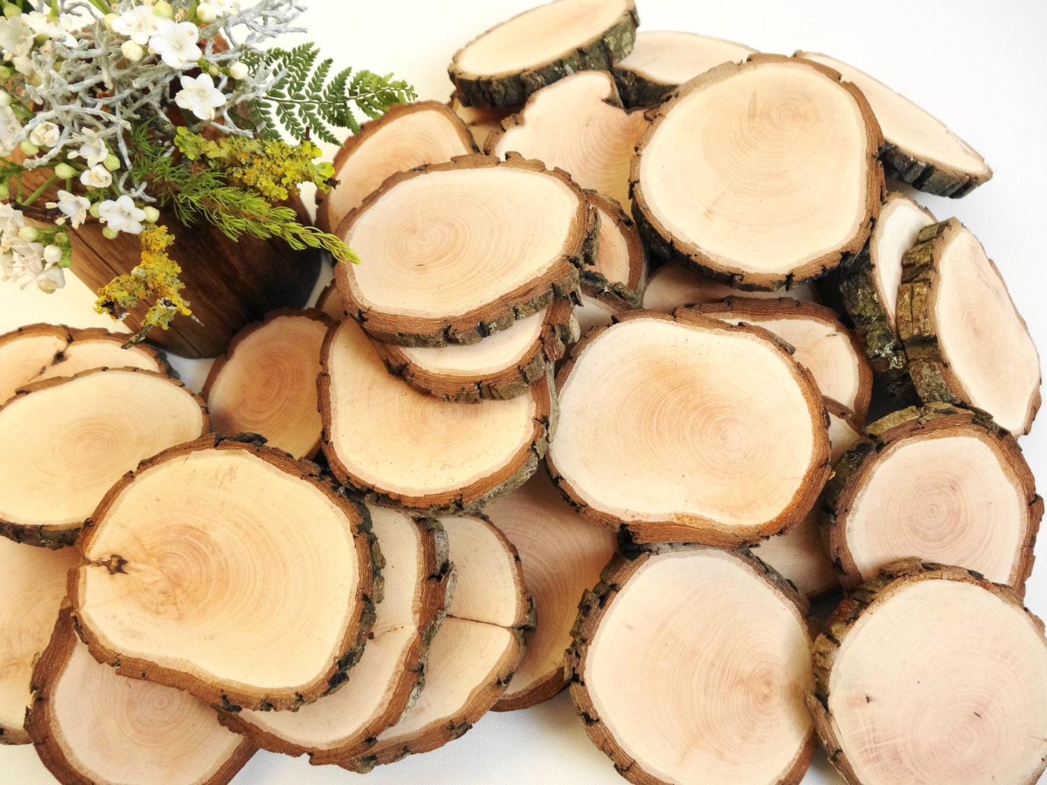 22.5 25 Tree Slices Wood Slices Branch