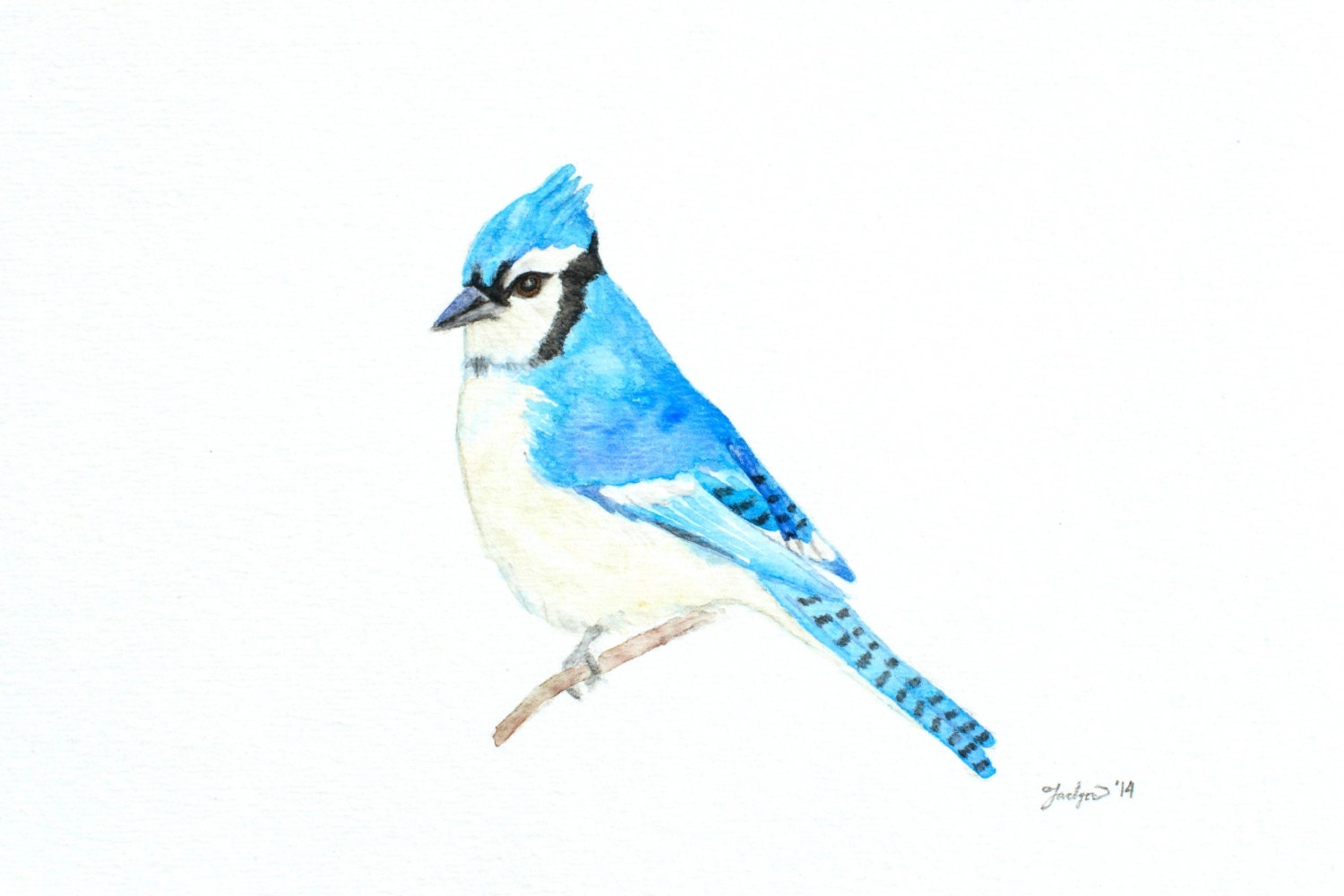 ORIGINAL Watercolor Blue Jay Painting 5x7 blue