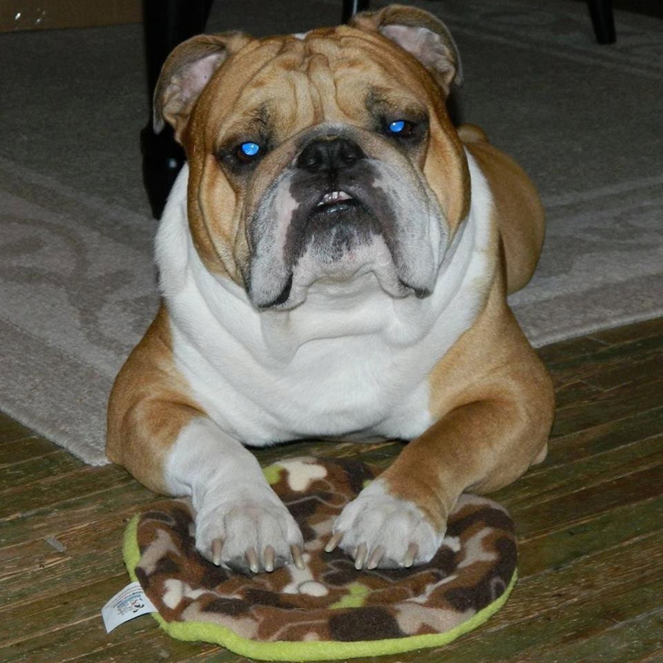 floppy dog frisbee