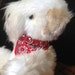 plush wheaten terrier