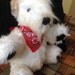 plush wheaten terrier