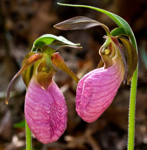 Rare Pink Lady S Slipper Orchid Seeds Cypripedium By Rareseeds