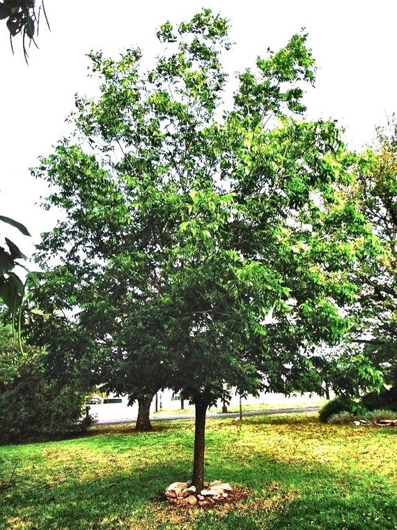 Stuart Pecan Tree, attractive foliage, harvest your own nuts Size 5