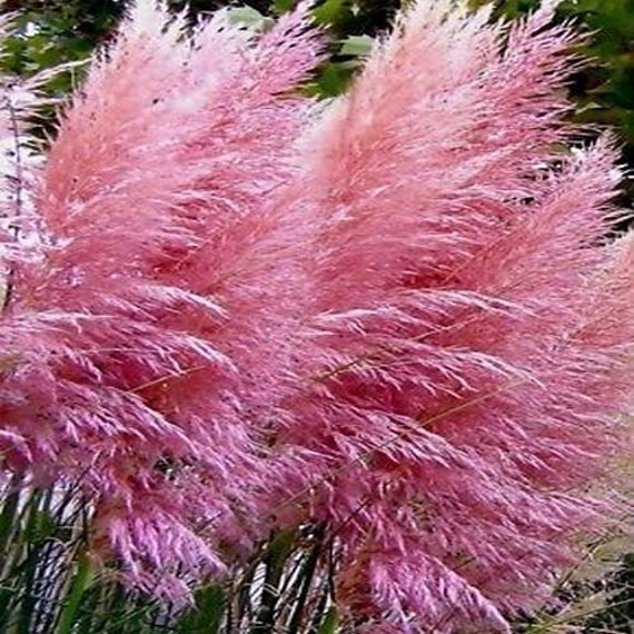 Pampas Pink Ornamental Grass Seeds Cortaderia selloana