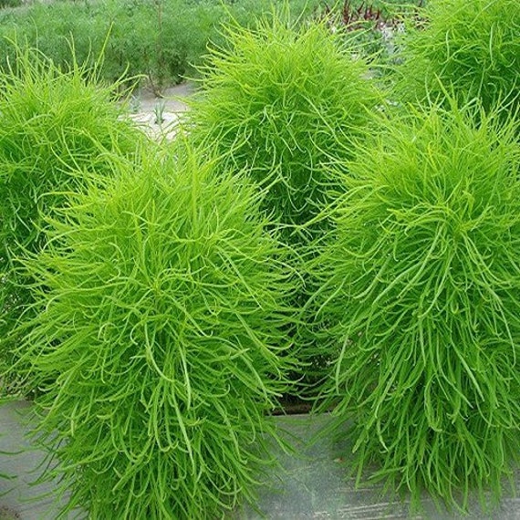 200 kochia burning bush seeds under the sun by 200 kochia burning bush seeds under the sun by