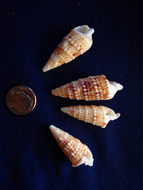 Items similar to 12 Hawaiian Chinese Horn Shells small on Etsy