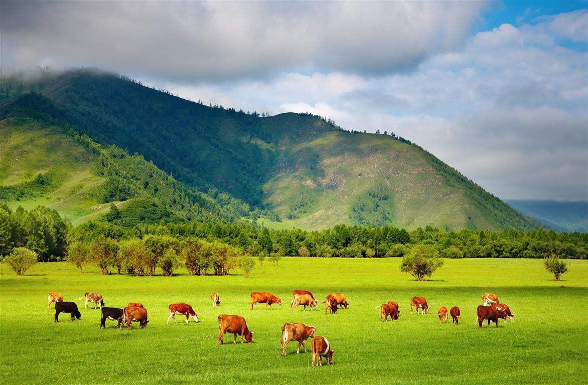 Wall Sticker Mountain Grassland With Grazing Cows Wall Decal