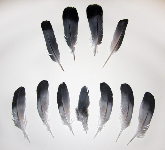 Pigeon craft feathers 11 assorted grey and white feathers