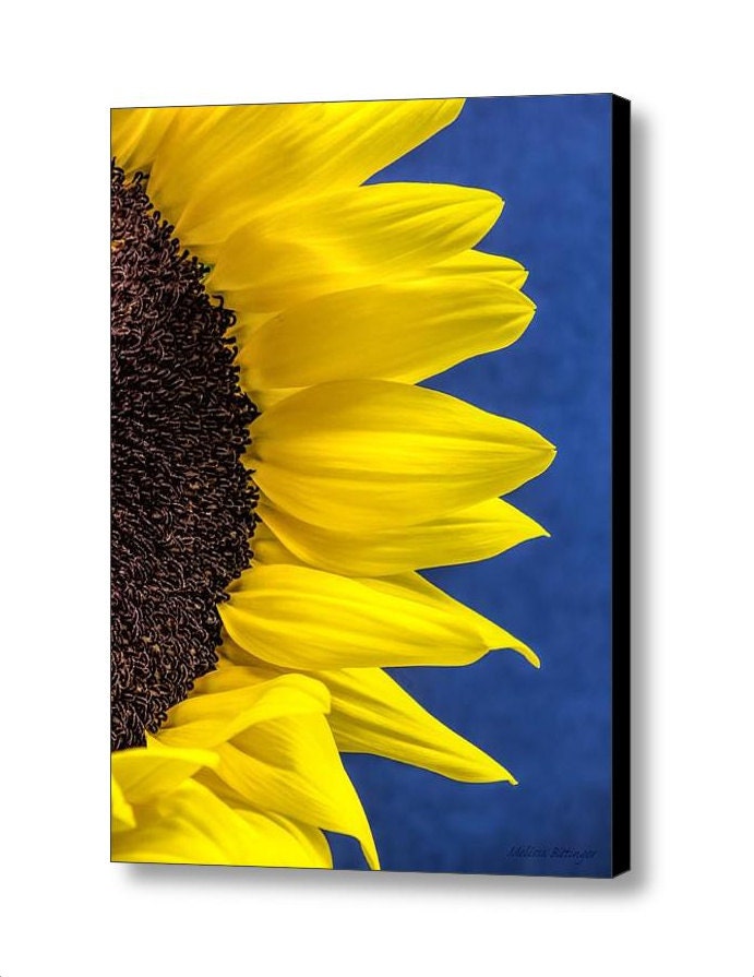 Bright Happy Yellow Sunflower on a Deep Rich by PaintedTulipStudio