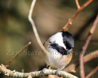 Wildlife Photography Print. Bird Watcher Wall Art. Bird Photography. Chickadee Photo Print, Framed Photography, or Canvas Print. Home Decor.
