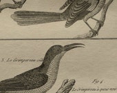 1790 Antique print.Copper engraving In Folio.11.6x8.6 ins.By L'Abbé Bonaterre.Natural History.ORNITHOLOGY.Bird prints.30x22cm