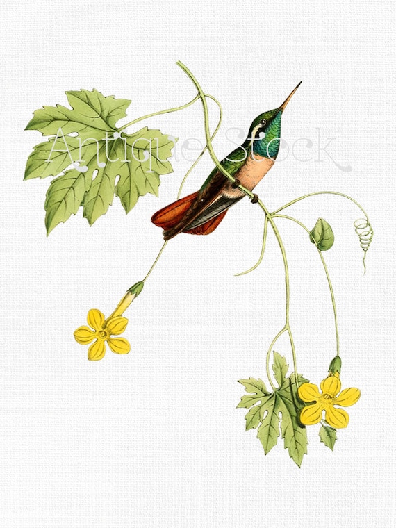 Bird Clipart 'Xantus's Hummingbird' Instant