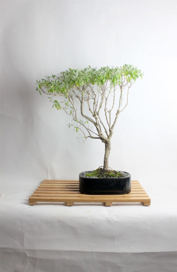 Texas Sage Bonsai Tree by LiveBonsaiTree