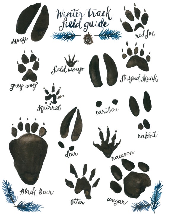 Download Woodland Nursery Animal Track Field Guide Watercolor Wildlife