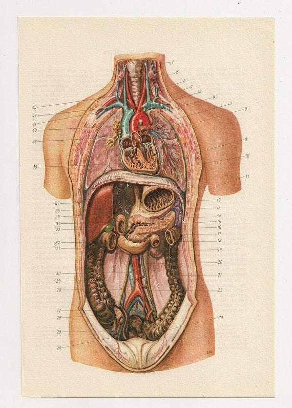 Anatomical Prints Medical Diagrams Illustration Anatomy Print