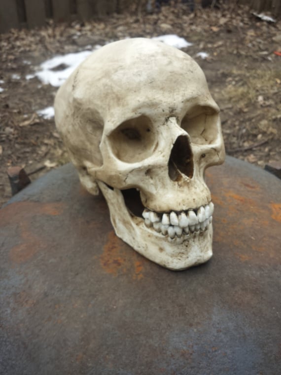 Human Skull Replica with lower mandible Full Size