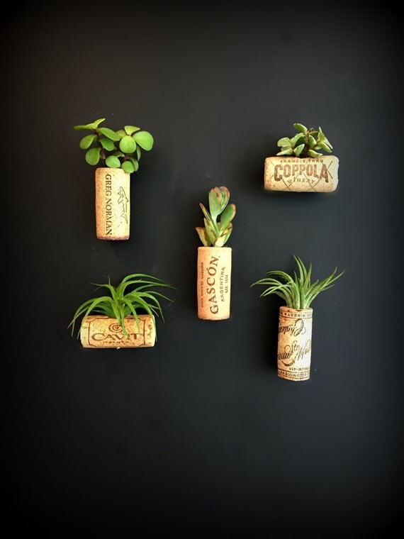 5 air plant cork Living decor by omorfigiadesigns