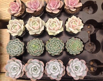 Succulent plants, 3 Wedding or party favors, decorative centerpieces, succulent plants, flower gift bouquets with wholesale prices.