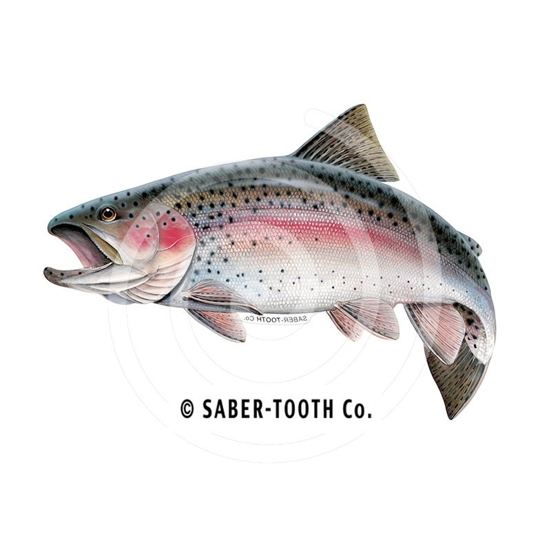 Rainbow Trout Fish Decal Sticker