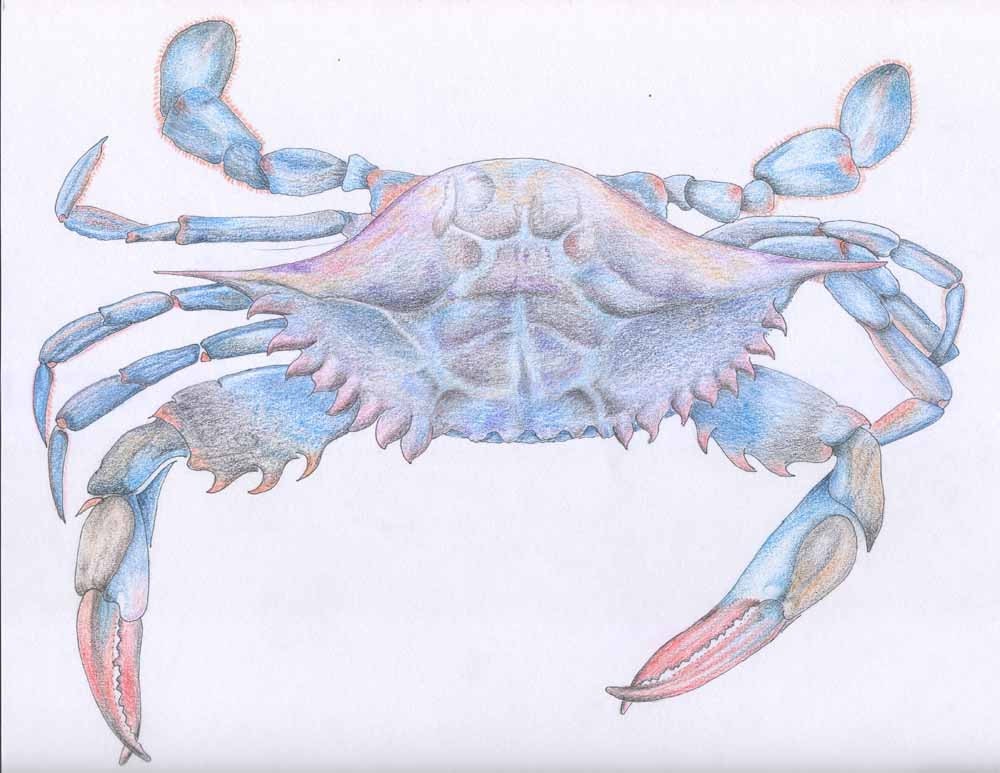 BLUE CRAB PRINT Sea Shore Art Print From My by SueHainsPaintsPets