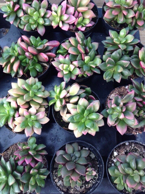 Anacampseros telephiastrum variegata 'Sunrise' by InsaneSucculents