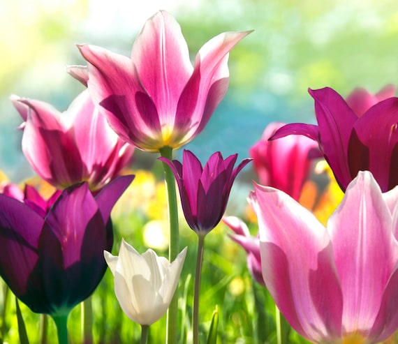  flowers similar to tulips