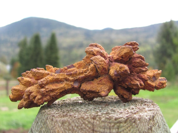 petrified animal dung