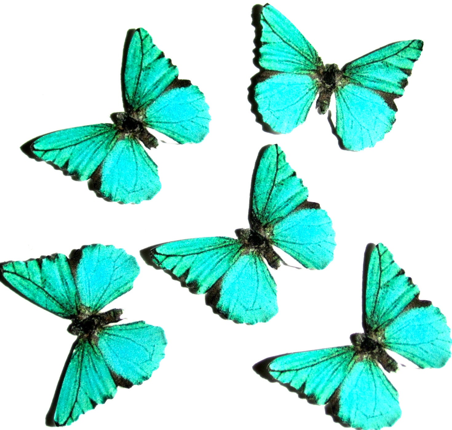 Definition essay about butterfly image