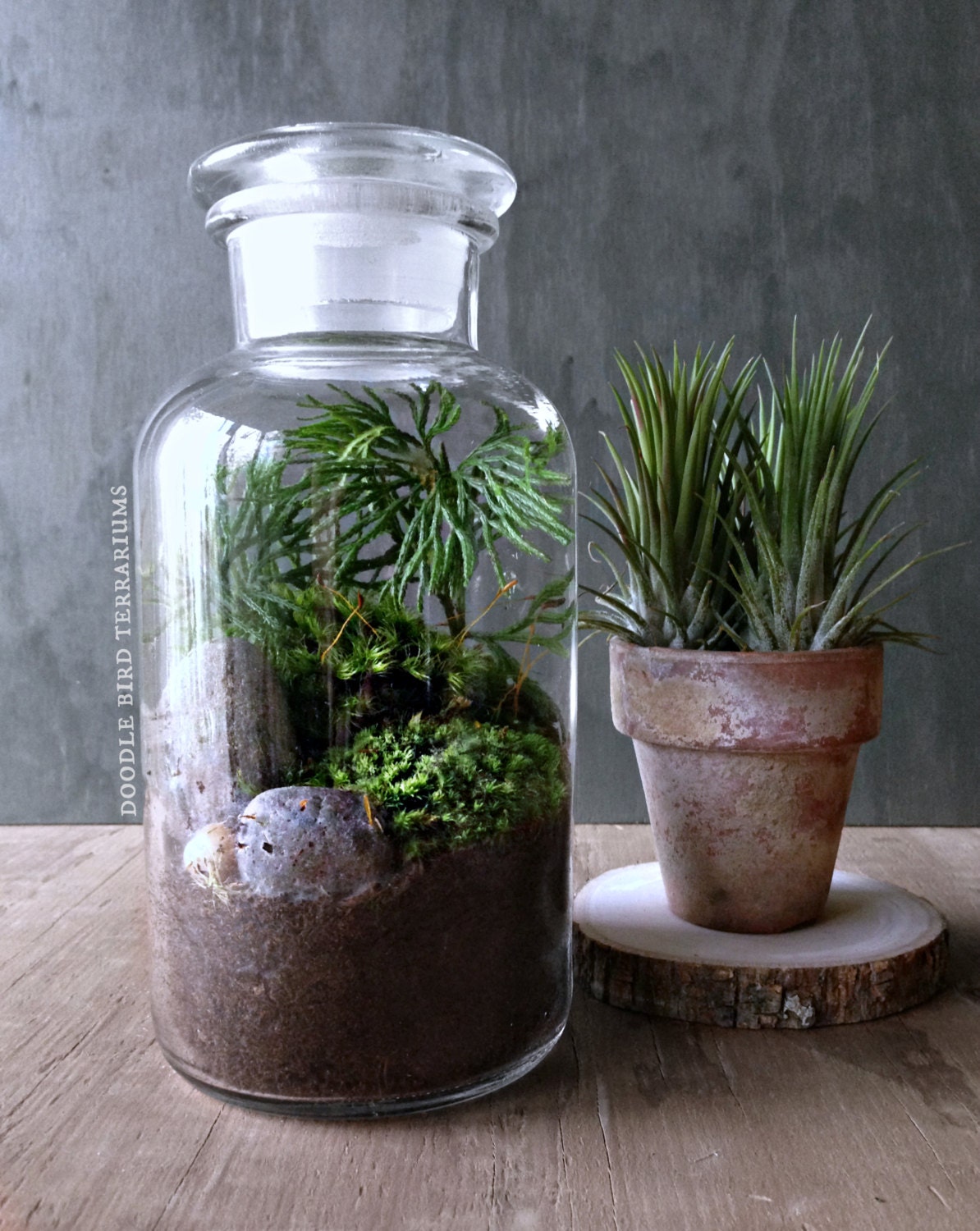 Vintage Style Moss Terrarium with Live Plants in by DoodleBirdie
