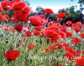 Red Poppy seeds - TX native wildflower seeds - free shipping