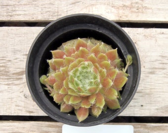 Pink Cloud Sempervivum Plant, Hens and Chicks, Extremely Cold Hardy Succulent