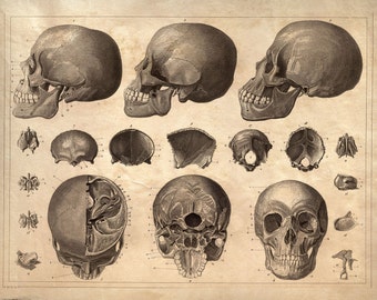 Skull Diagram Anatomy Print - Vintage Illustration Reproduction. Human Body Educational Chart Biology Classroom poster medicine - CP104