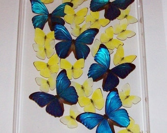 Real Butterflies in a Beautiful "Swarm" of Morphos and Sulphurs