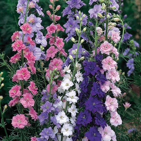 Larkspur Mixed Colors English Cottage Garden Annual Cut