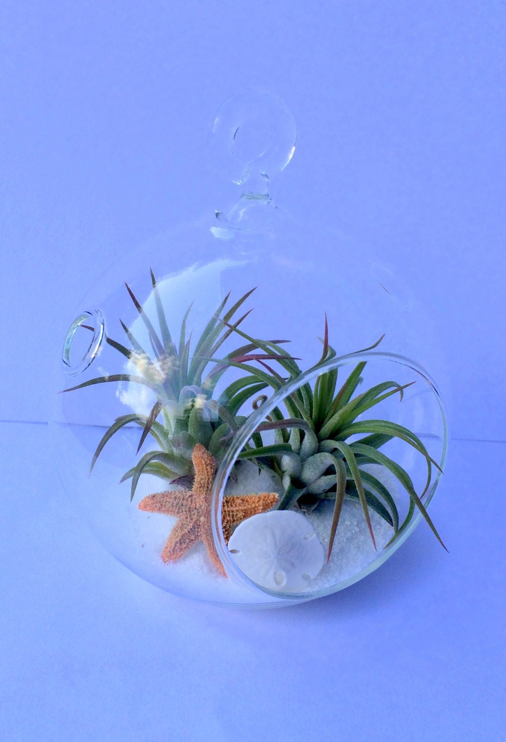 Air Plant Orb Hanging Terrarium Clear Glass Orb Kit beach